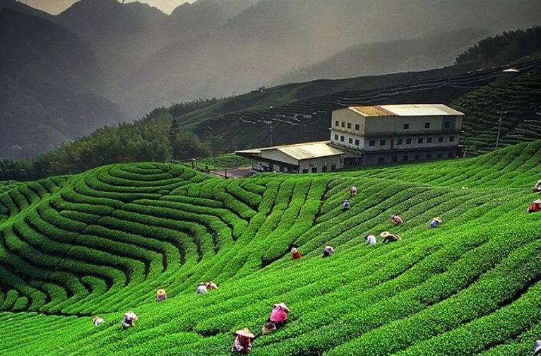 Visit to Tea Gardens